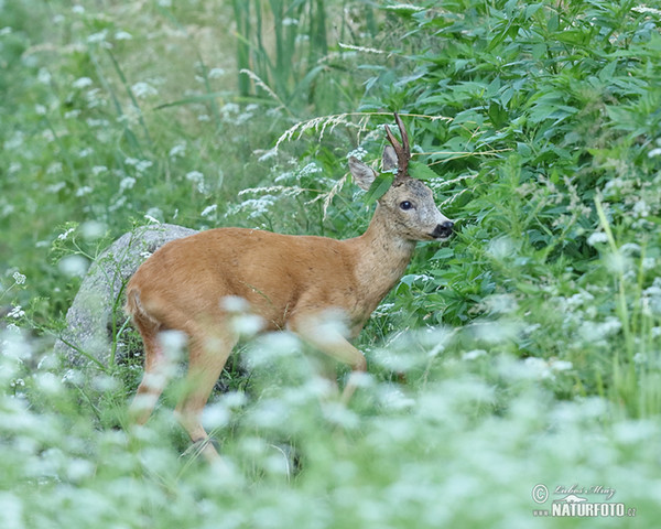 Roe Deer (Capreolus capreolus)