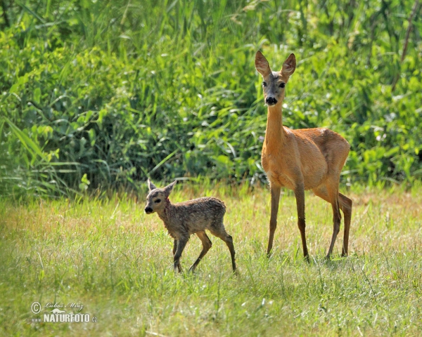 Roe Deer (Capreolus capreolus)