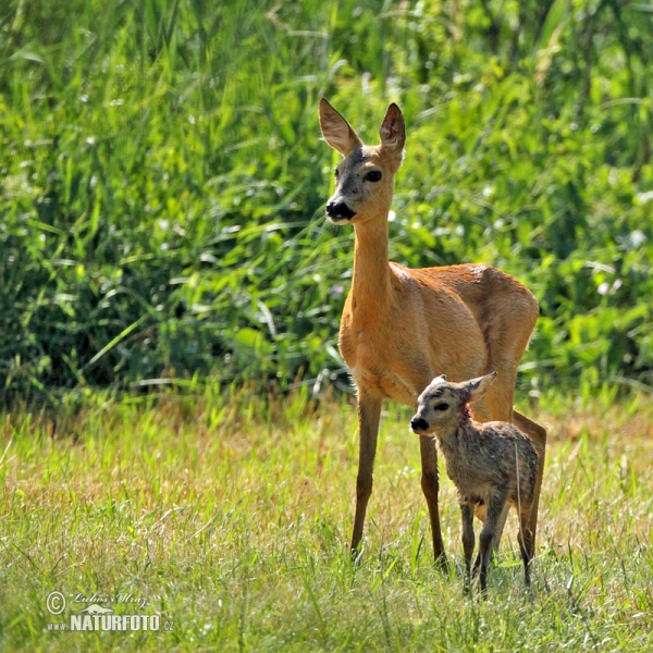 Roe Deer (Capreolus capreolus)