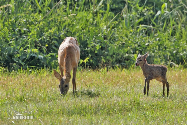 Roe Deer (Capreolus capreolus)