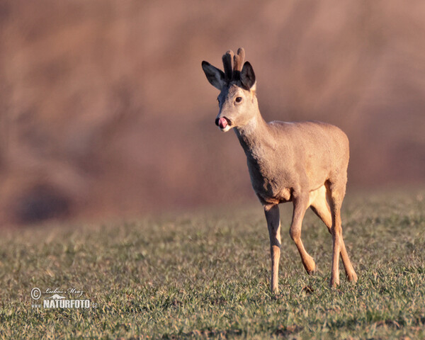 Roe Deer (Capreolus capreolus)