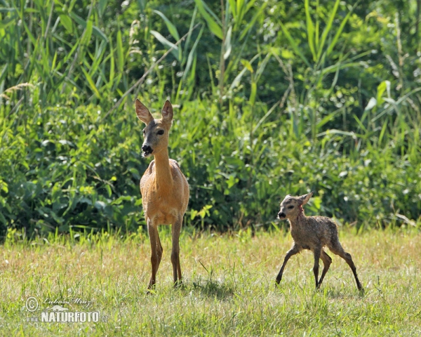 Roe Deer (Capreolus capreolus)