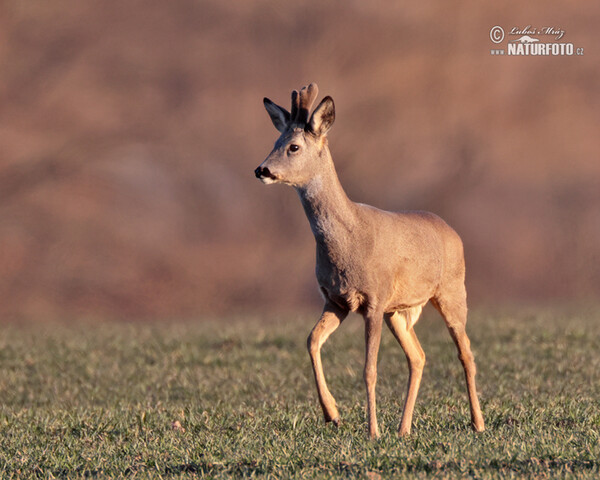 Roe Deer (Capreolus capreolus)