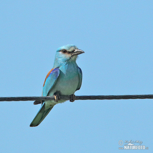 Roller (Coracias garrulus)