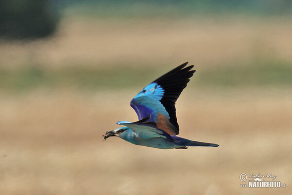 Roller (Coracias garrulus)
