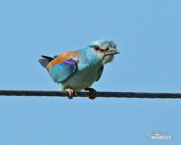 Roller (Coracias garrulus)