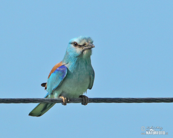 Roller (Coracias garrulus)