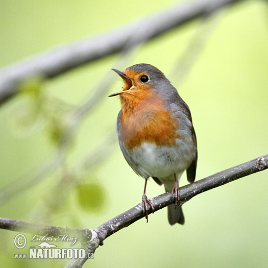 Roodborst