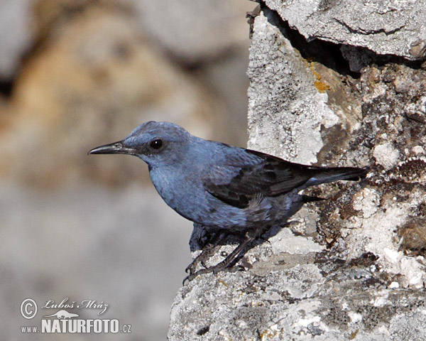 Roquero solitario