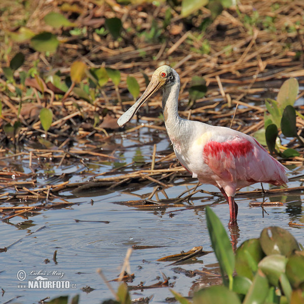 Roseate Spoonbill (Platalea ajaja)