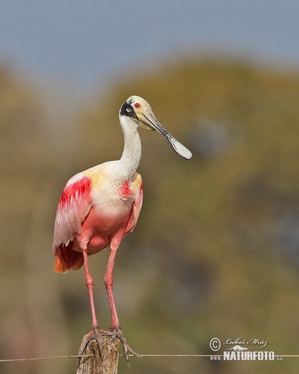 Roseate Spoonbill (Platalea ajaja)