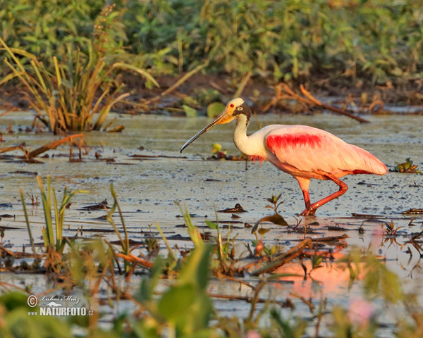 Roseate Spoonbill (Platalea ajaja)