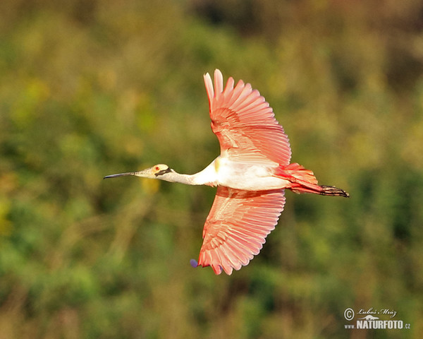 Roseate Spoonbill (Platalea ajaja)