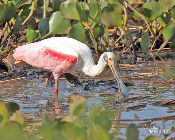 Roseate Spoonbill (Platalea ajaja)