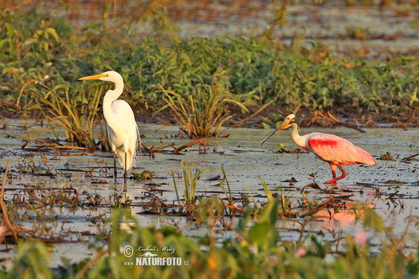 Roseate Spoonbill (Platalea ajaja)