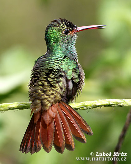 Roststjärtad kolibri