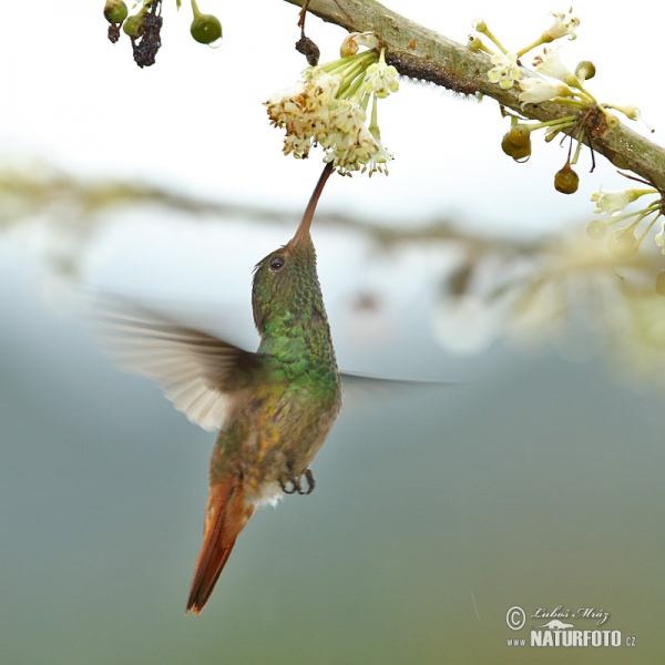 Roststjärtad kolibri