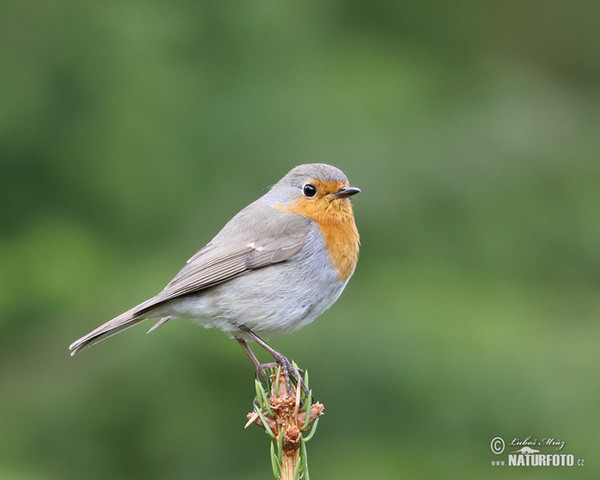 Rouge-gorge familier