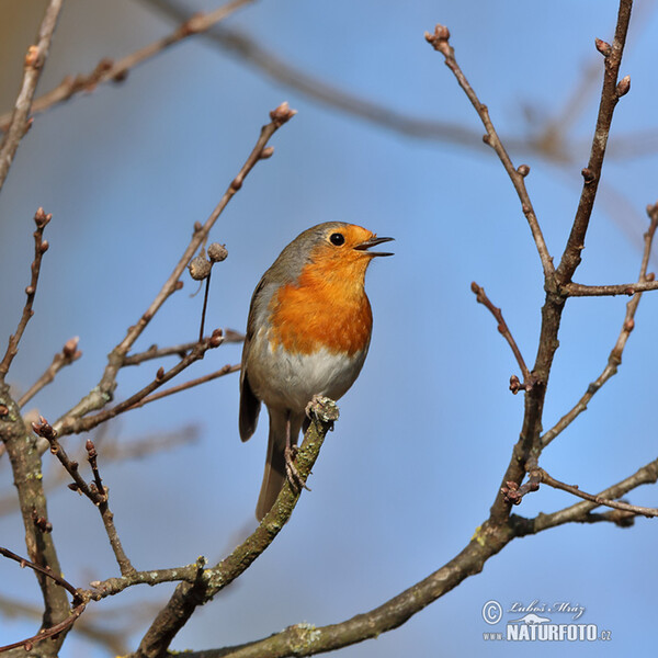 Rouge-gorge familier