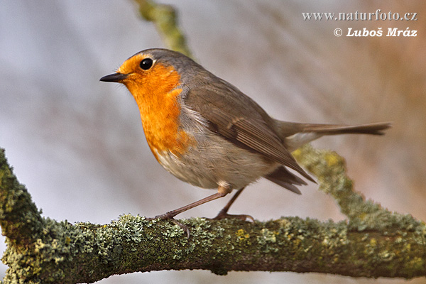 Rouge-gorge familier