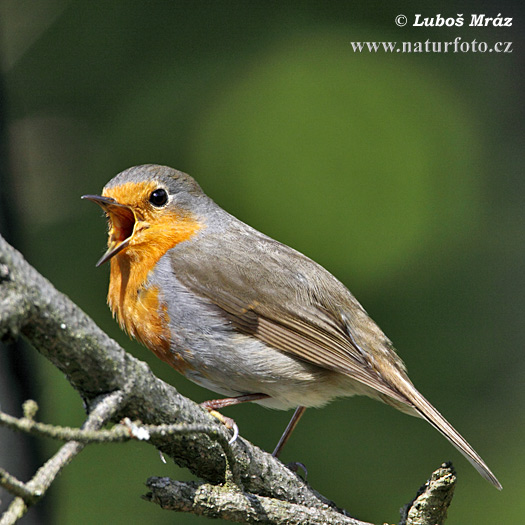 Rouge-gorge familier