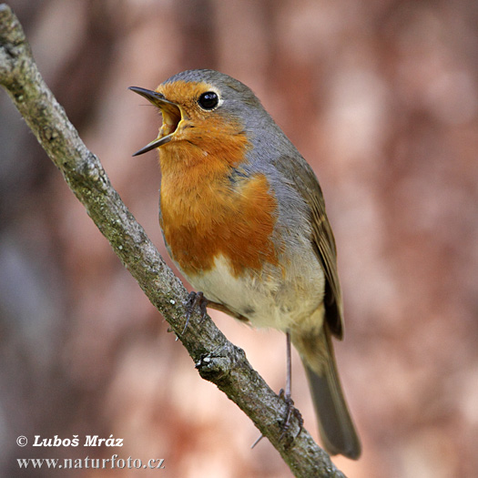 Rouge-gorge familier