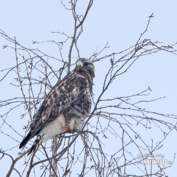 Rough-legged Buzzard (Buteo lagopus)