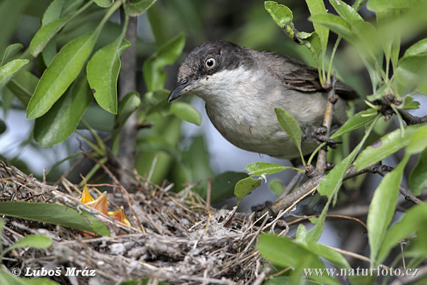 rphean Warbler