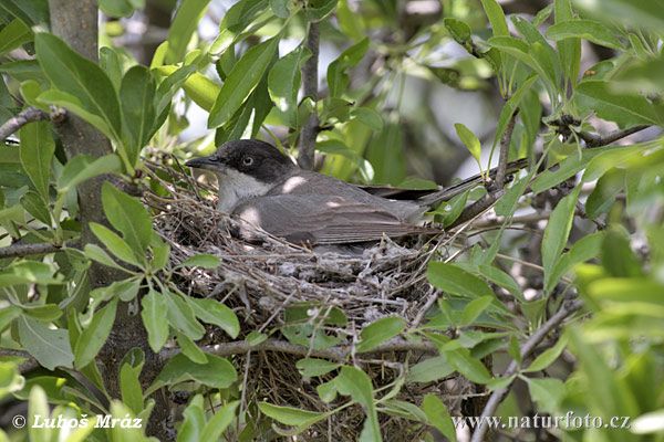 rphean Warbler