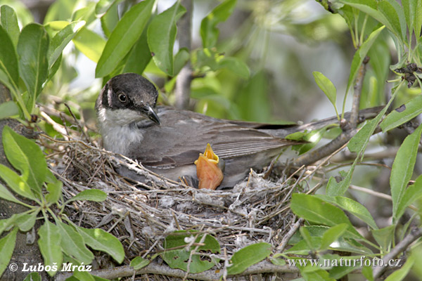 rphean Warbler