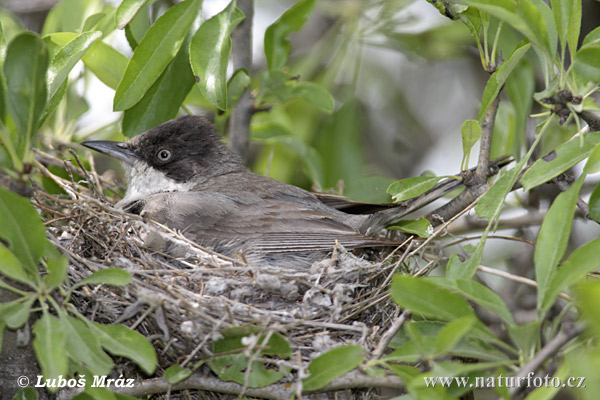 rphean Warbler