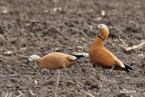 Ruddy Sheldnek (Tadorna ferrugienea)