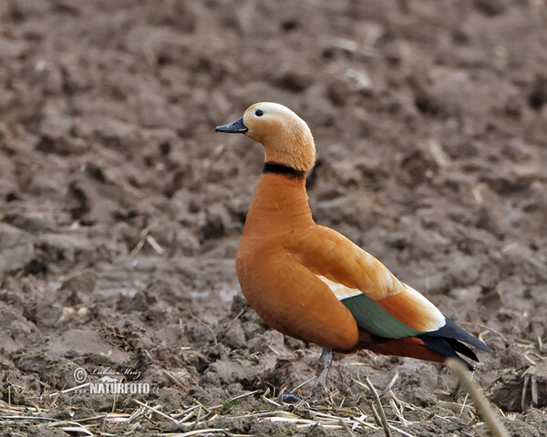 Ruddy Sheldnek (Tadorna ferrugienea)