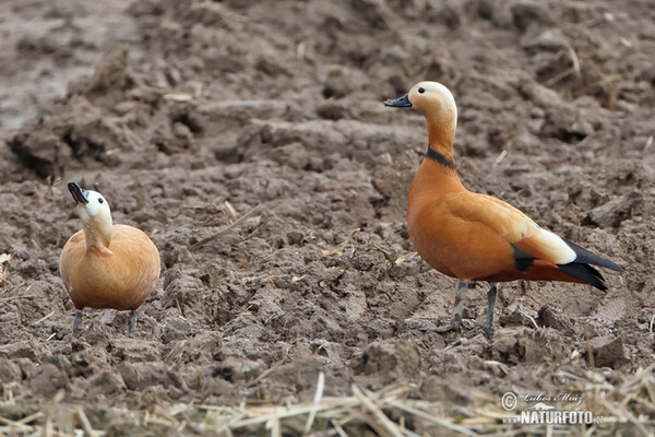 Ruddy Sheldnek (Tadorna ferrugienea)