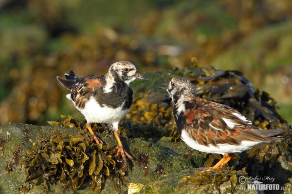 Ruddy Turnstone (Arenaria interpres)