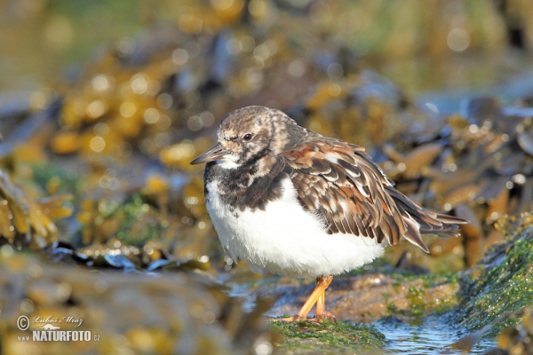 Ruddy Turnstone (Arenaria interpres)