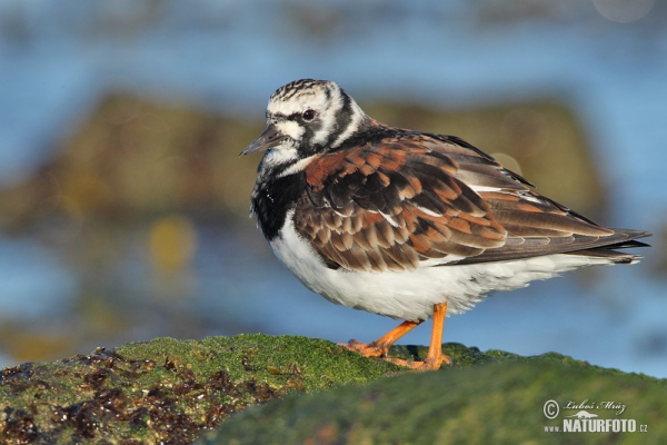 Ruddy Turnstone (Arenaria interpres)