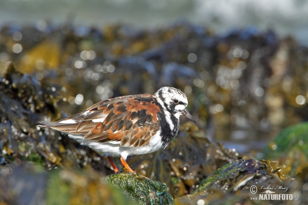 Ruddy Turnstone (Arenaria interpres)