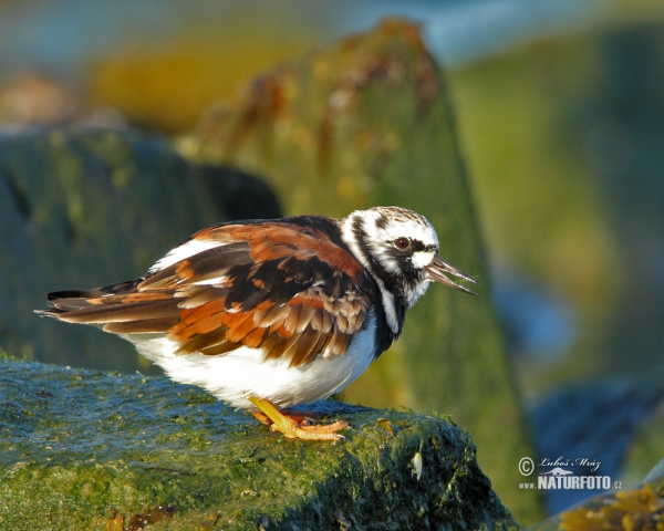 Ruddy Turnstone (Arenaria interpres)