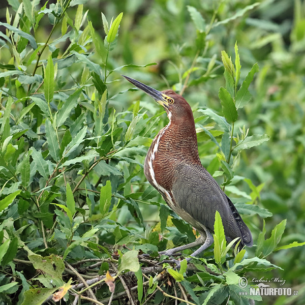 Rufescent Tiger-Heron (Tigrisoma lineatum)