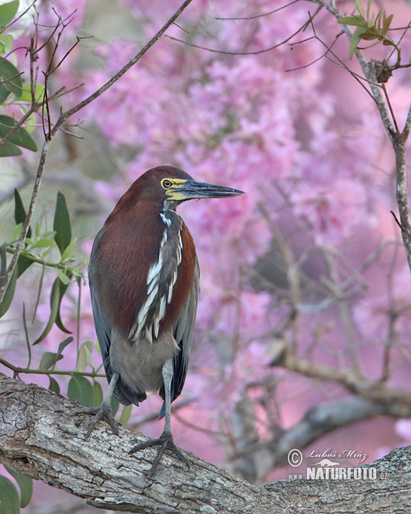 Rufescent Tiger-Heron (Tigrisoma lineatum)