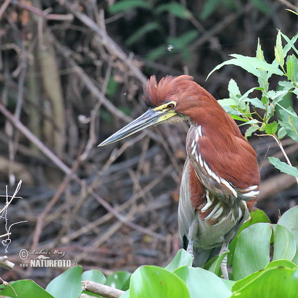 Rufescent Tiger-Heron (Tigrisoma lineatum)