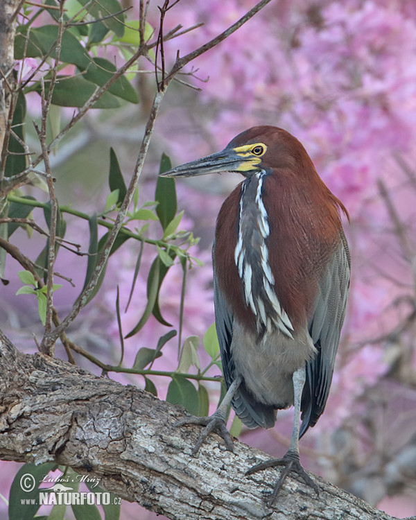 Rufescent Tiger-Heron (Tigrisoma lineatum)