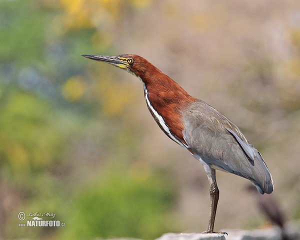 Rufescent Tiger-Heron (Tigrisoma lineatum)