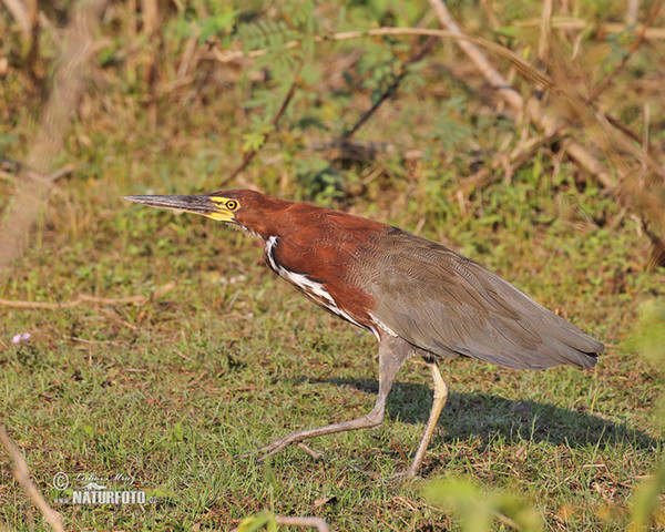 Rufescent Tiger-Heron (Tigrisoma lineatum)