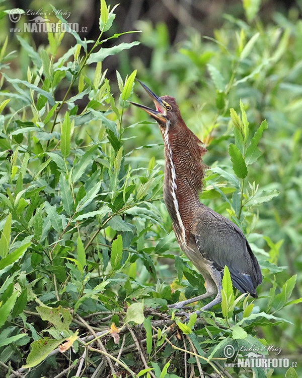 Rufescent Tiger-Heron (Tigrisoma lineatum)