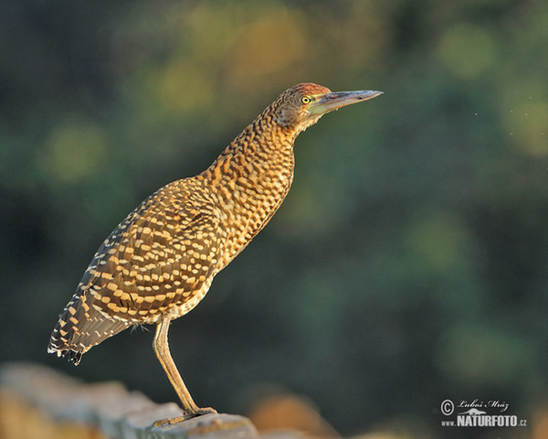 Rufescent Tiger-Heron (Tigrisoma lineatum)