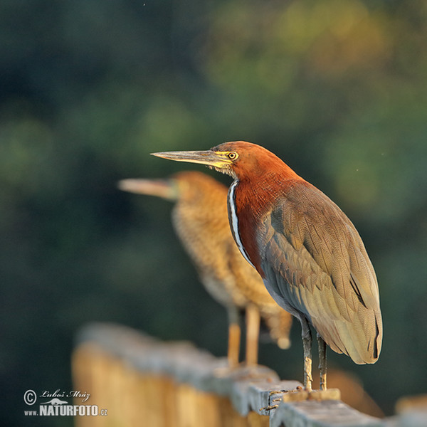 Rufescent Tiger-Heron (Tigrisoma lineatum)