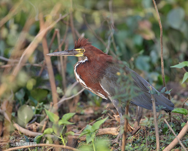 Rufescent Tiger-Heron (Tigrisoma lineatum)