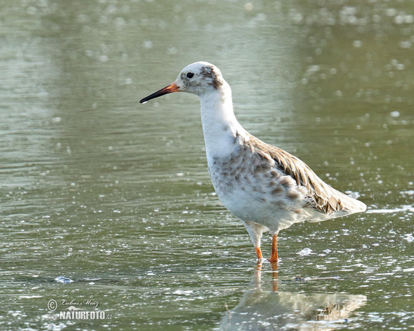 Ruff (Philomachus pugnax)